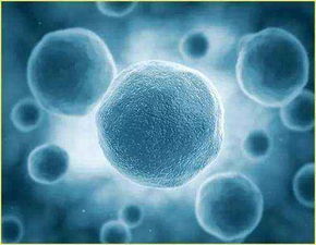 細(xì)胞株生產(chǎn)廠家 批發(fā)商